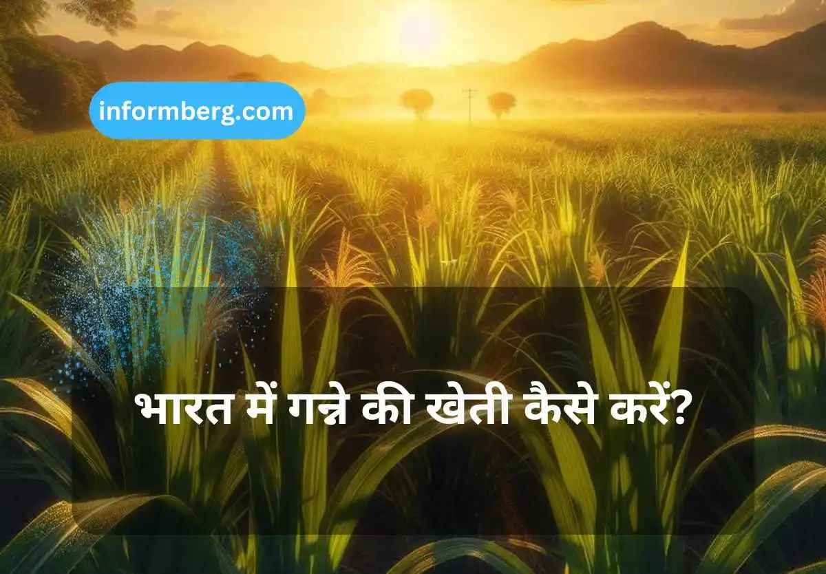 भारत में गन्ने की खेती कैसे करें?